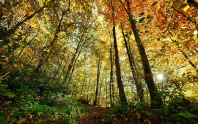 Investir dans les groupements forestiers